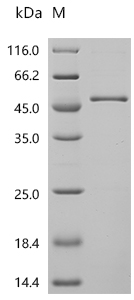 SDS-PAGE