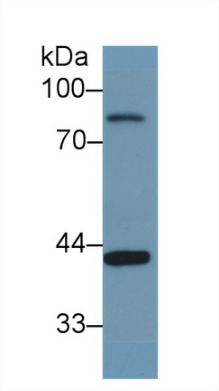 14943