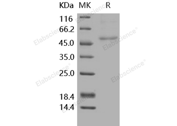 Валидация Elabscience PKSH031687(2331)