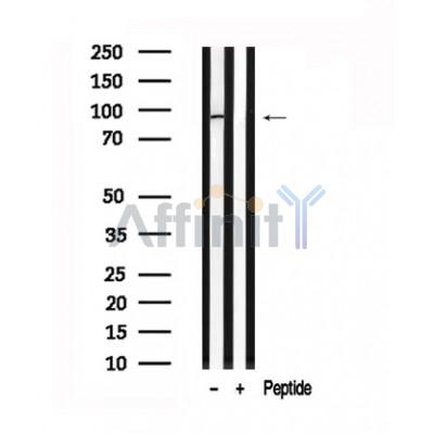 Валидация Affinity AF7561 - 4225