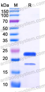 AHD12602, SDS-PAGE