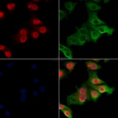 Валидация Affinity DF7531 - 19281