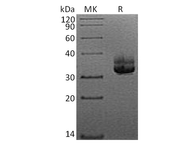 Валидация Elabscience PKSH033707(3986)