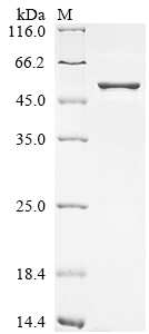 SDS-PAGE