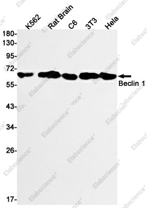 Вестерн-блоттинг, Beclin 1, клетки K562, мозг крысы, клетки C6, 3T3, HeLa