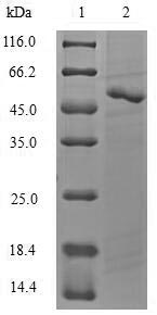 SDS-PAGE