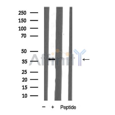 Валидация Affinity AF5371 - 2990