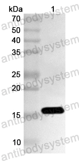Валидация AntibodySystem PHA63201