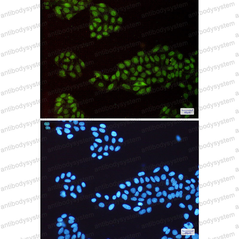 Валидация IF - AntibodySystem RHG40501