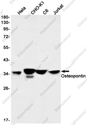 Вестерн-блоттинг, Osteopontin, клетки HeLa, CHO-K1, C6, Jurkat