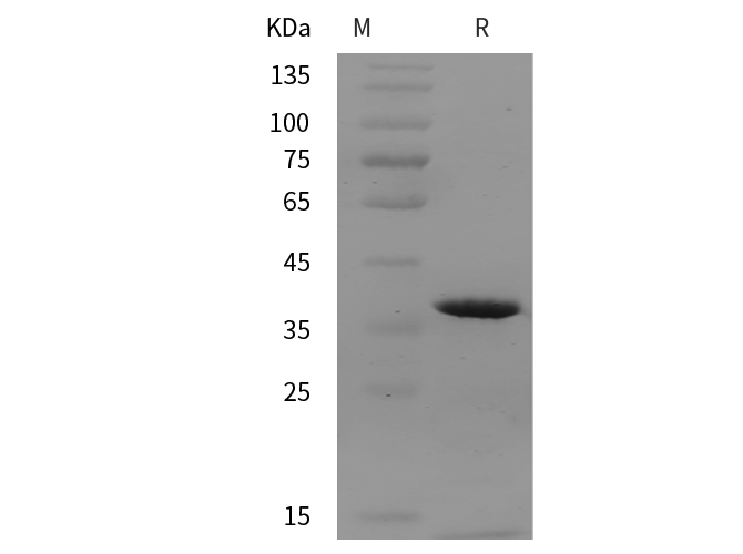 Валидация Elabscience PDEH100969(383)