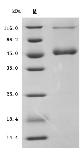SDS-PAGE