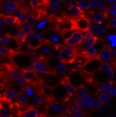 Валидация Elabscience E-AB-31012