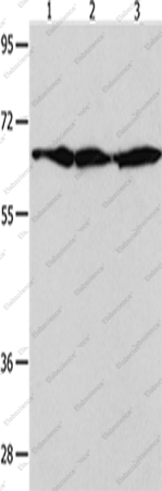 Вестерн-блоттинг, AIFM1, клетки NIH/3T3, HeLa и 293T