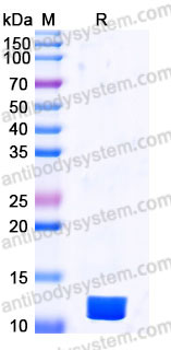 YHB94103, SDS-PAGE