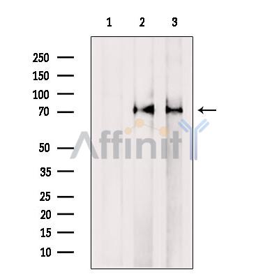 Валидация Affinity DF7085 - 18729