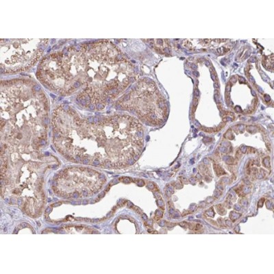 Валидация Affinity AF3493 - 2024