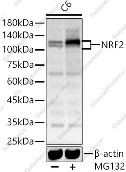 Вестерн-блоттинг, NRF2, клетки C6
