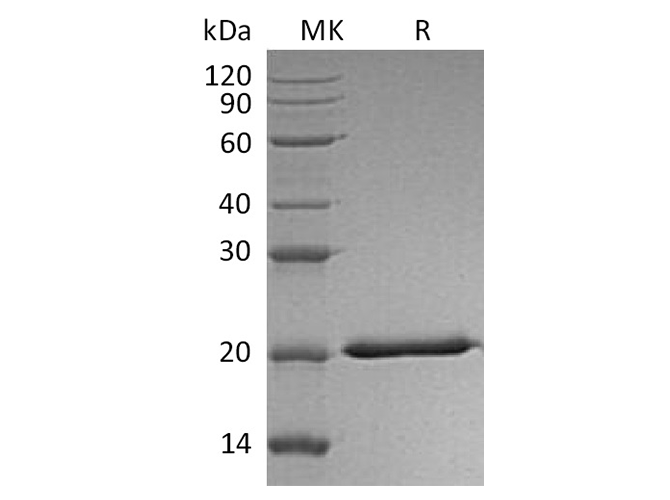 Валидация Elabscience PKSH032602(3049)