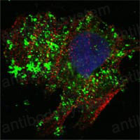 Валидация IF - AntibodySystem RHB82405