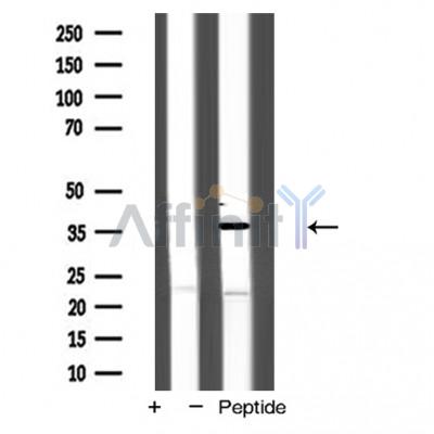 Валидация Affinity AF5189 - 2627