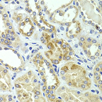 Иммуногистохимия, HMGCL, ткань почки человека