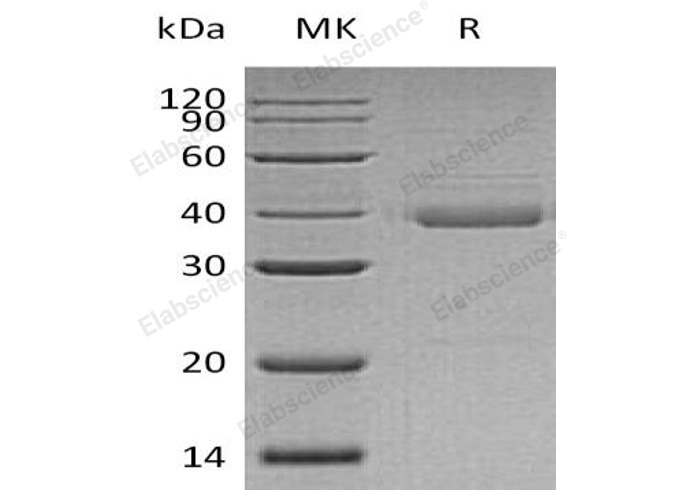 Валидация Elabscience PKSH032335(2826)