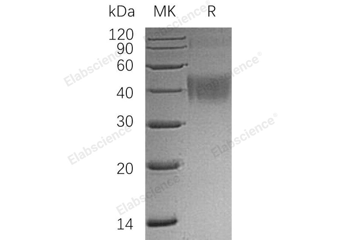 Валидация Elabscience PKSH032840(3251)