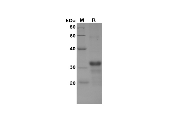 Валидация Elabscience PDEH100599(111)