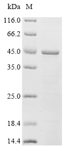 SDS-PAGE