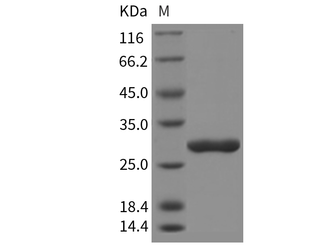 Валидация Elabscience PKSR030137(5504)