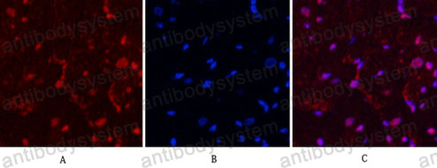 Валидация IF - AntibodySystem RHC20005