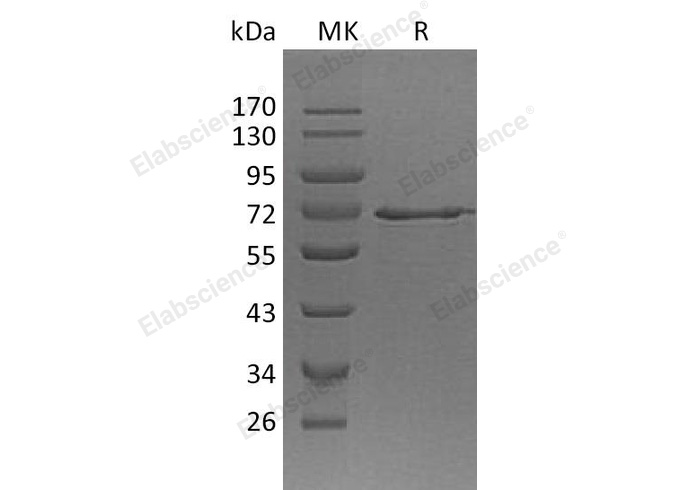 Валидация Elabscience PKSH032750(3176)