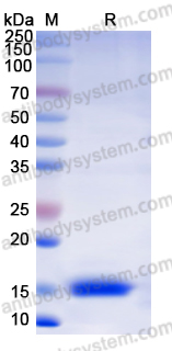 YHM03901, SDS-PAGE