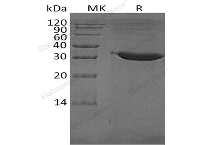 Валидация Elabscience PKSH033154(3511)