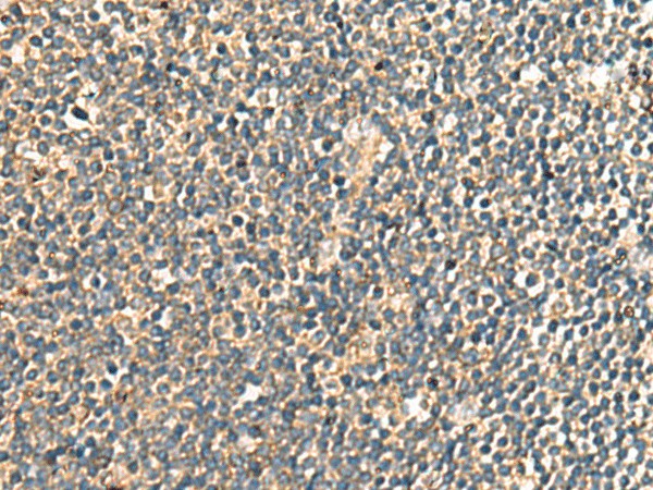 Валидация Elabscience E-AB-53141