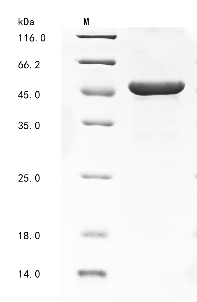 SDS-PAGE
