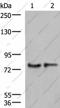 Вестерн-блоттинг, GPSM1, ткань головного мозга человека и мыши