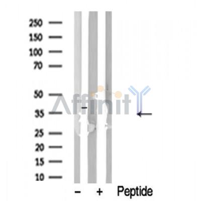 Валидация Affinity AF4600 - 2212