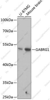 Вестерн-блоттинг, GABRG1, различные клеточные линии