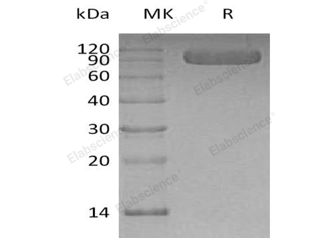 Валидация Elabscience PKSH033206(3555)