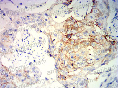 Валидация AntibodySystem RHC79003