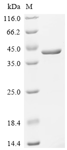 SDS-PAGE