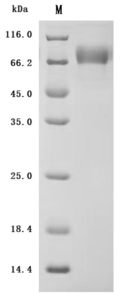 SDS-PAGE