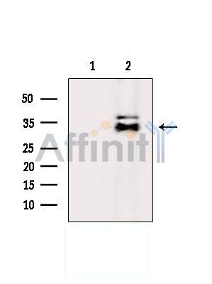 Валидация Affinity DF14594 - 10606