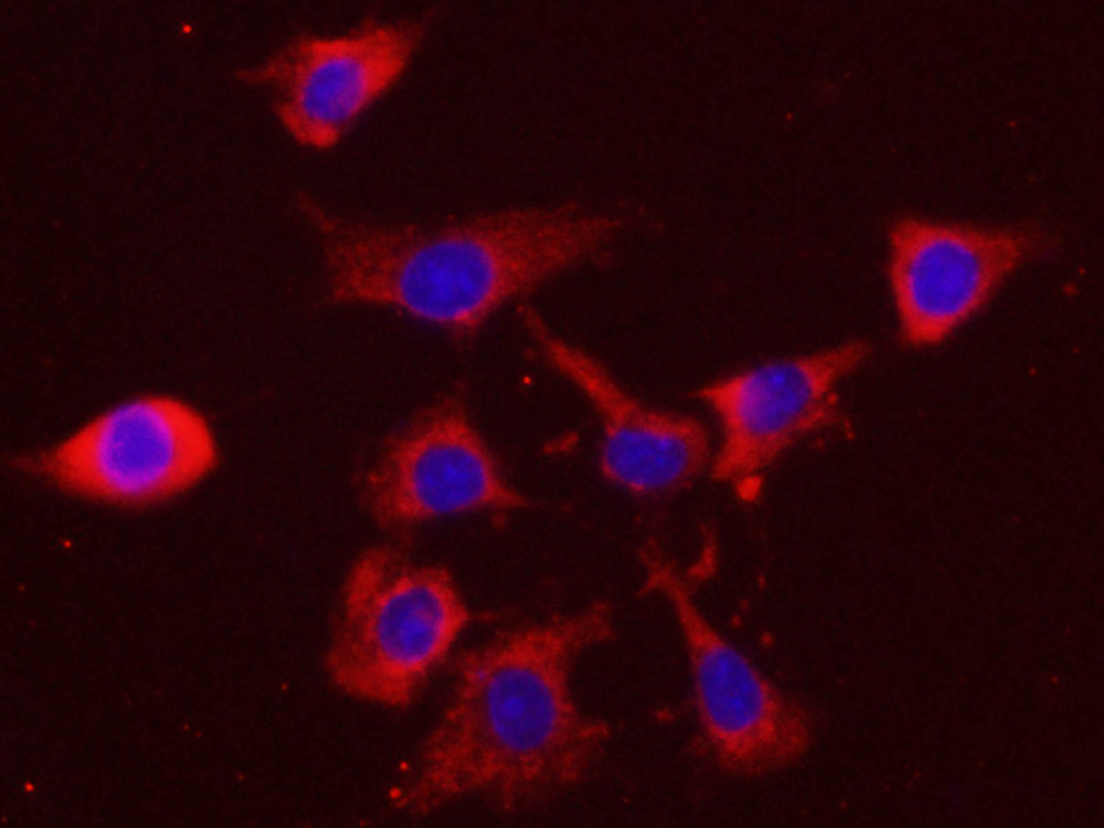 Валидация Elabscience AN005300L