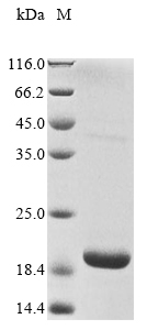 SDS-PAGE
