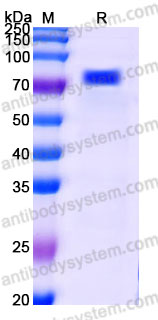 EHG79601, SDS-PAGE