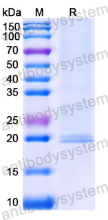 EHC58501, SDS-PAGE
