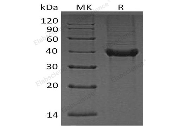 Валидация Elabscience PKSH033259(3598)